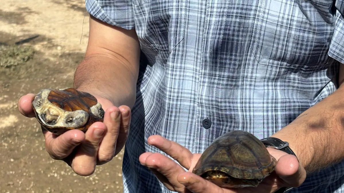 Alerta Internacional por Saqueo de Tortuga Casquito de Vallarta