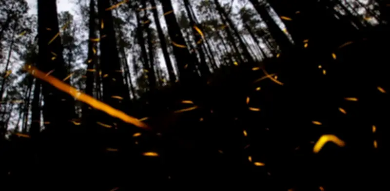 Bosques del Edomex se iluminan con temporada de luciérnagas