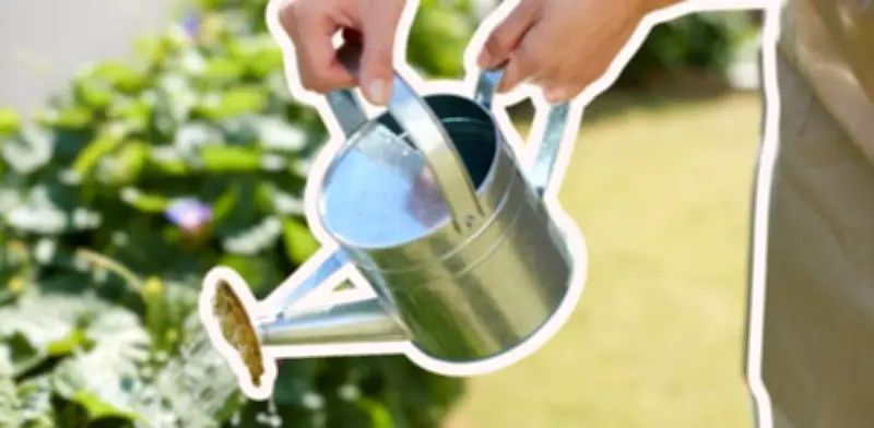 Cada cuánto regar tus plantas en verano: guía para evitar que mueran