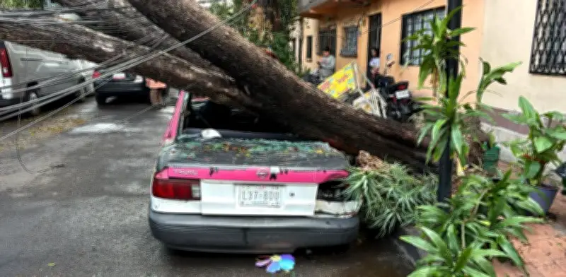 Caen árboles en colonia Pensil tras lluvia y vientos en CDMX; vecinos hablan de un 'tornadito'