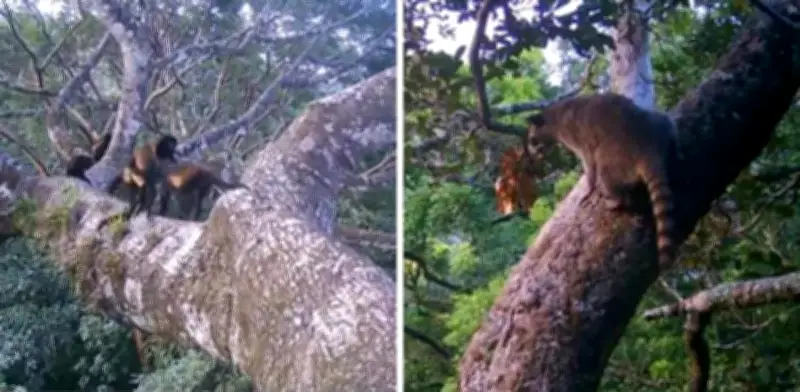 Captan tigrillos, tayras y cacomixtles en selva de Los Tuxtlas, Veracruz