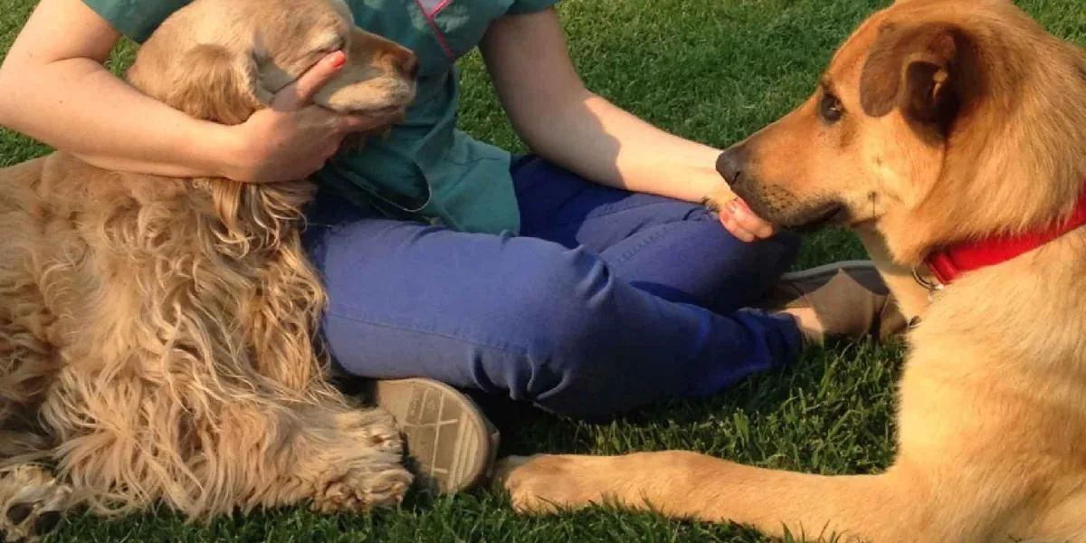 CDMX prohíbe negar renta por tener mascotas o niños