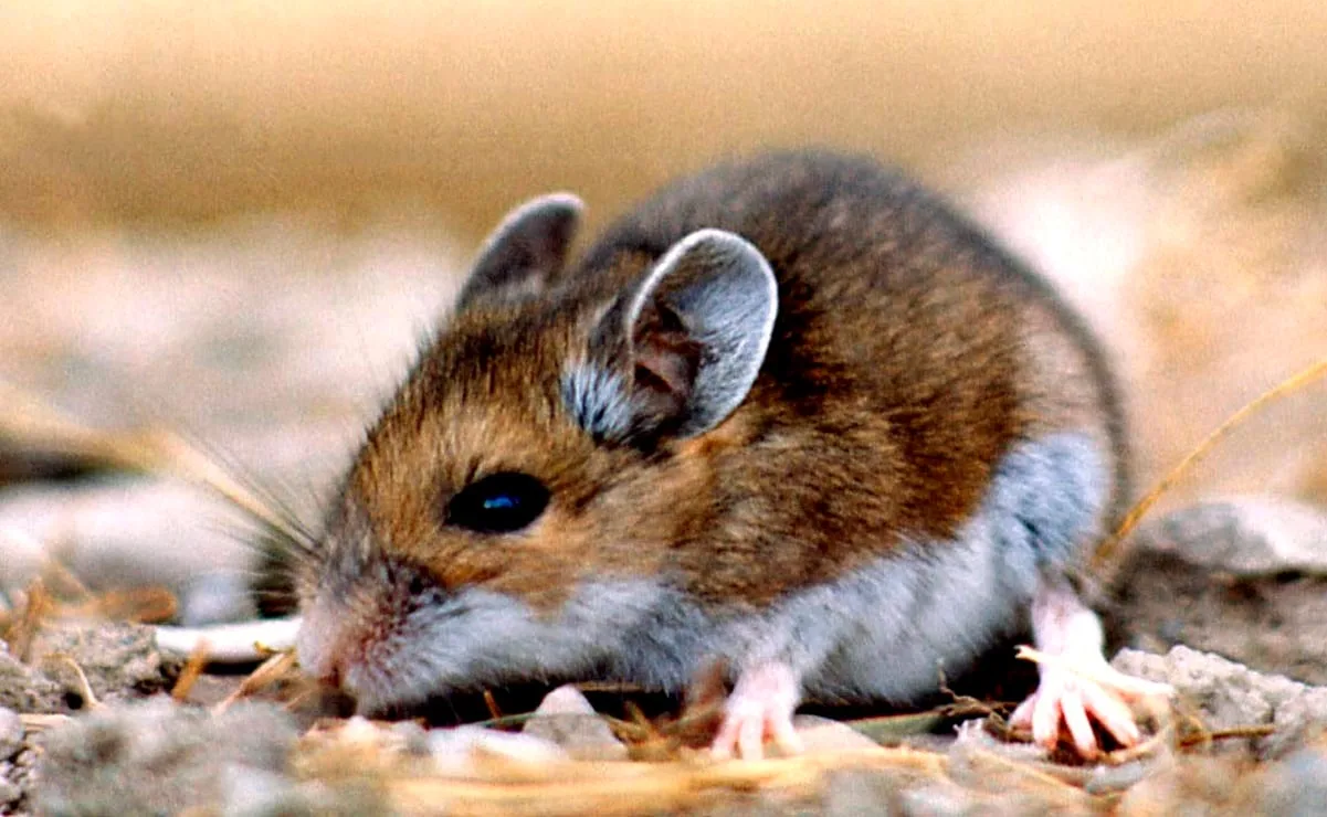 Chile reporta 39 casos de hantavirus y 13 muertes en 2026, con letalidad del 33%