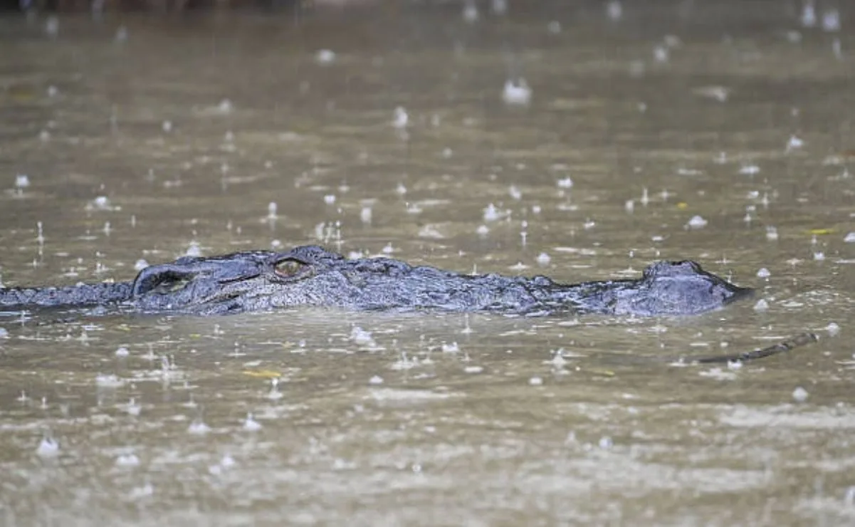 Cocodrilos invaden Australia tras inundaciones históricas
