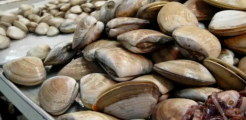 Cofepris ordena veda en el Mar de Cortés por toxina mortal en moluscos