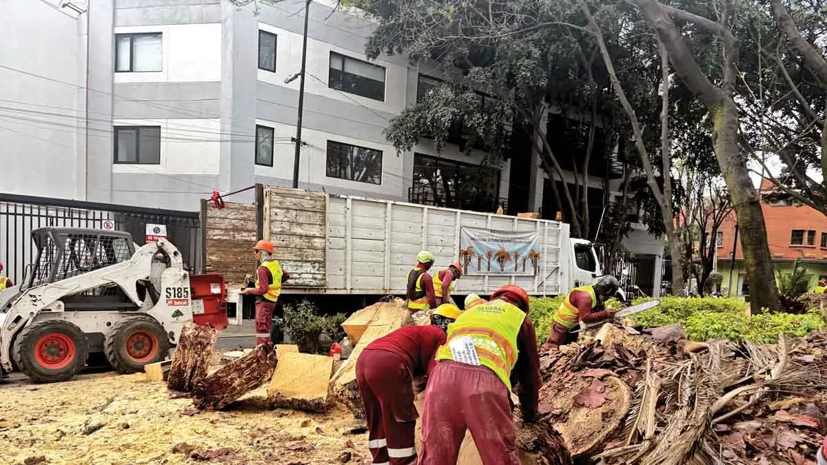 Vecinos de la Condesa exigen reparación por retiro de palmeras históricas