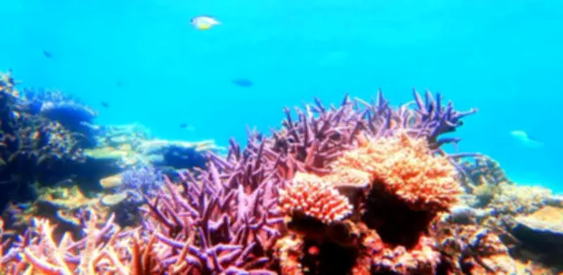 Descubre los arrecifes de coral más impresionantes de México