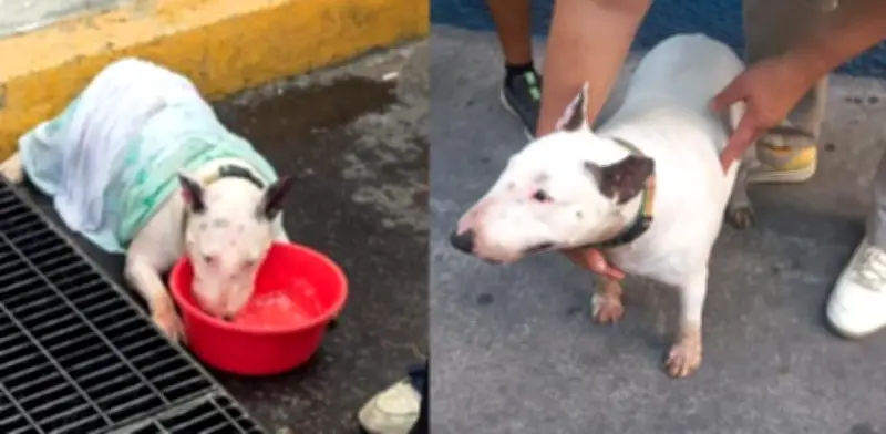 Detienen a hombre por dejar perros encerrados en camioneta; uno muere