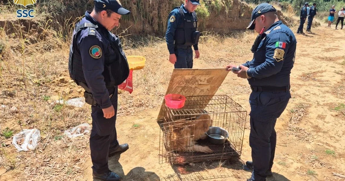 Discrepan cifras de perros muertos en Topilejo: activistas reportan 50, autoridades solo cinco