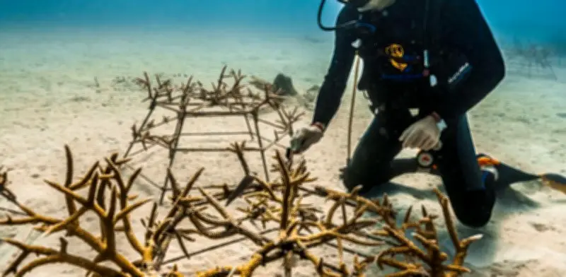 Dunas, corales y manglares: la defensa natural del turismo ante la crisis climática