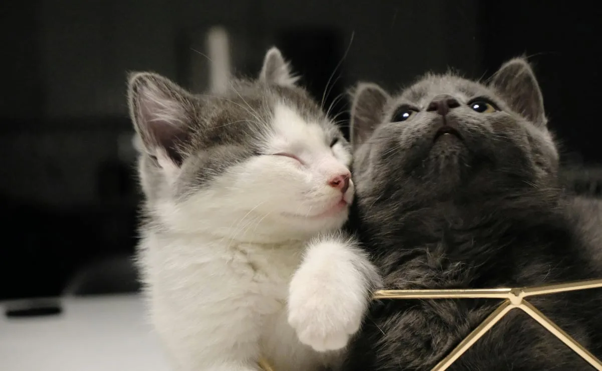 El significado del color de los gatos según las creencias populares en México