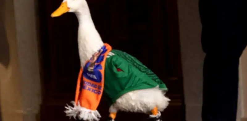 El Pato Merlín: la disputa legal por su nombre llega al IMPI