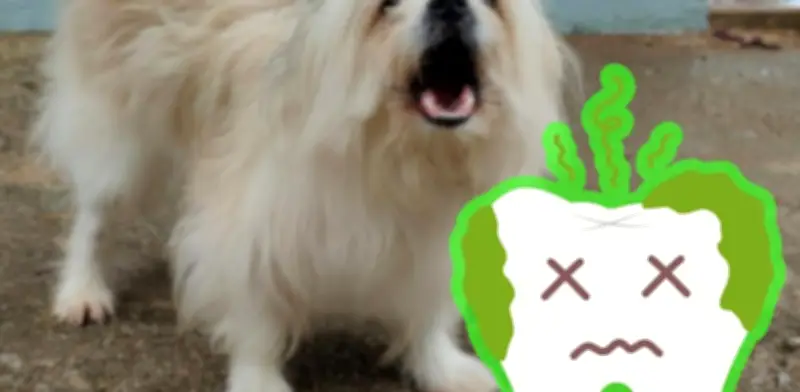 Elimina el mal aliento de tu perro: causas y soluciones efectivas