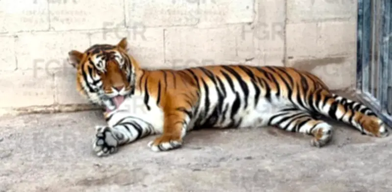 FGR asegura tigres de Bengala, ocelote y 32 caballos en Durango