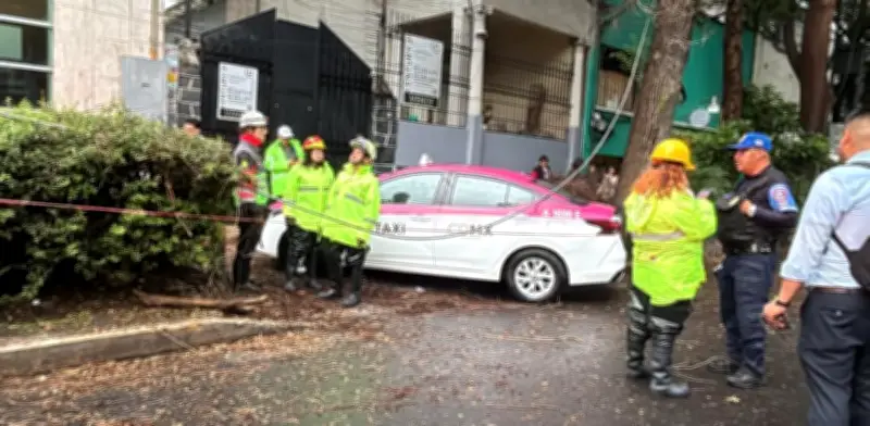 Fuerte viento derriba rama sobre taxi en colonia Roma; hay daños y cortes