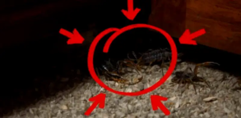 Guía para encontrar nidos de alacranes en casa sin pánico