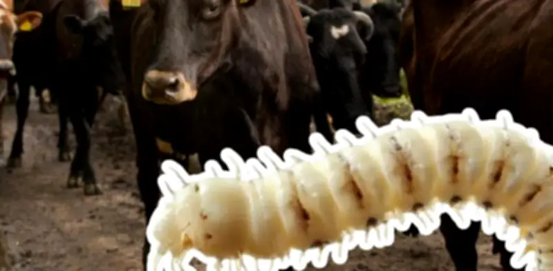 Gusano barrenador amenaza a EU: impacto millonario en ganado y precios de carne