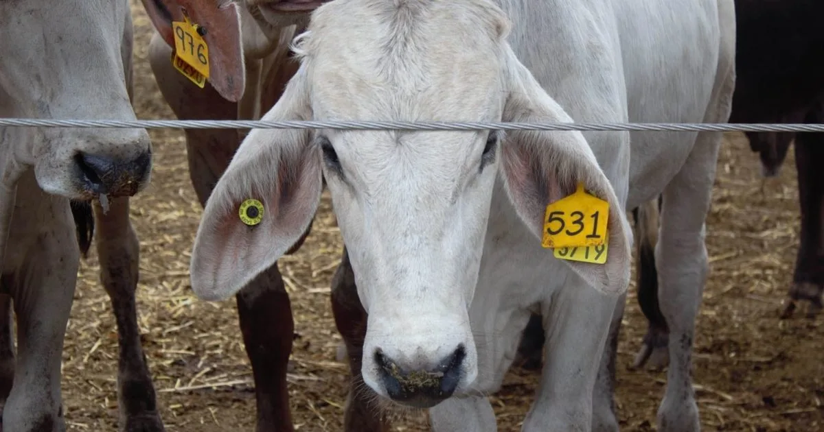 Gusano barrenador causa pérdidas por 700 mdd en exportaciones de ganado