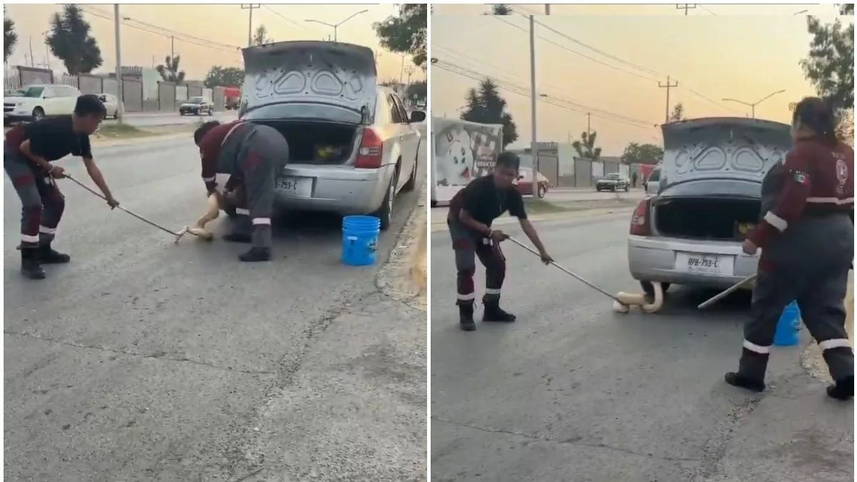 Hallan pitón de dos metros oculta en auto en Zuazua, NL