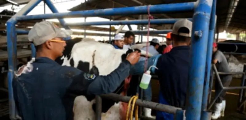 Hidalgo reporta nueve casos de gusano barrenador en humanos; sin decesos
