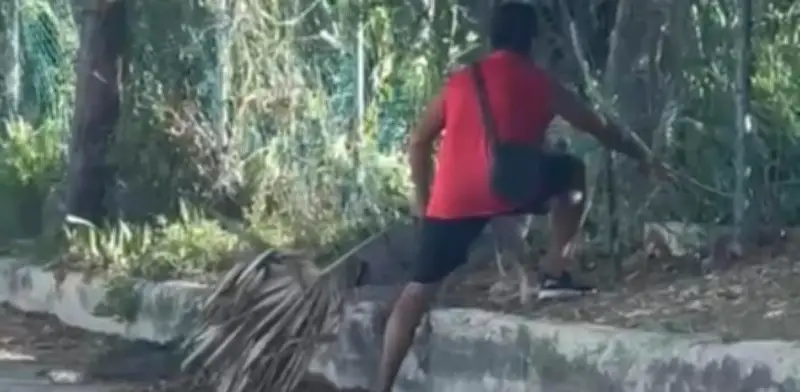 Hombre usa rama para enfrentar a cocodrilo en Cancún