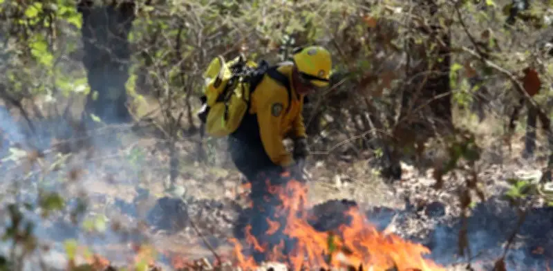 Incendios forestales 2026 serán los menos severos en México gracias a lluvias y El Niño