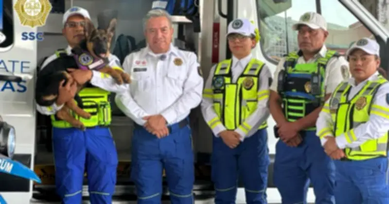 Indara: la cachorra pastor alemán que se prepara para ser rescatista del ERUM en CDMX
