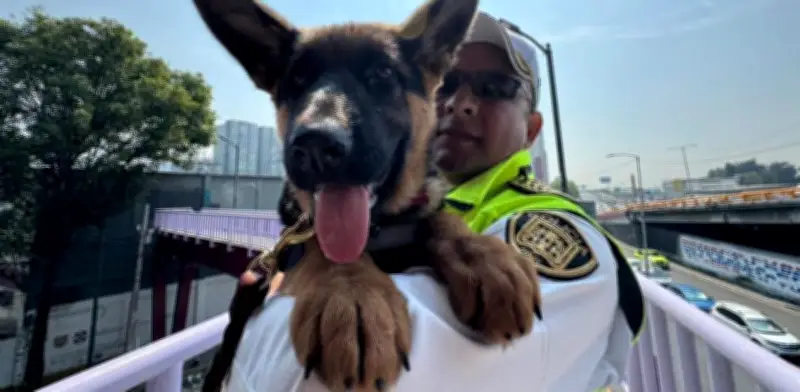 Indara, nueva cachorra pastor alemán, se integra al ERUM para rescates