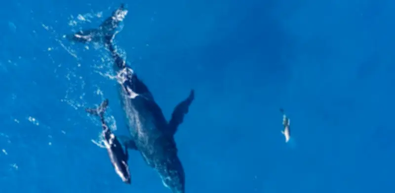 Islandia reinicia caza de ballenas tras dos años de pausa