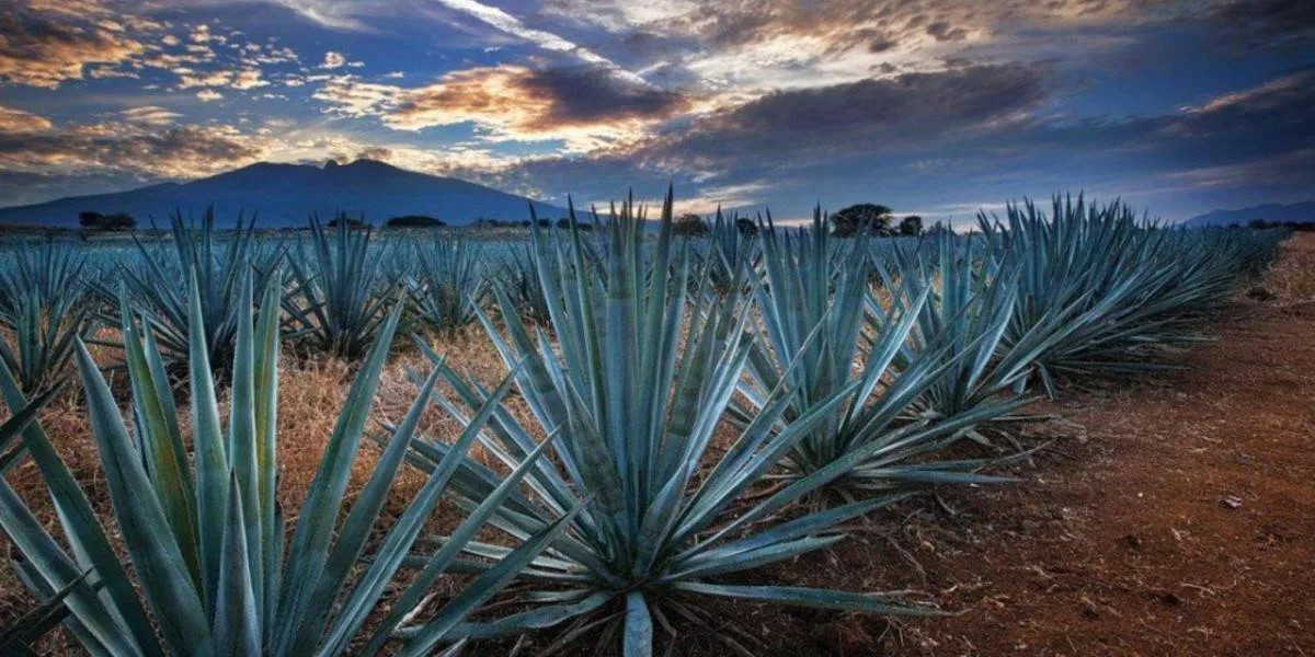 Jalisco invertirá 500 mdp en Tequila para reactivar economía y seguridad