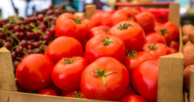 Jitomate baja 41% en un mes: Profeco reporta precio de 28.74 pesos por kilo