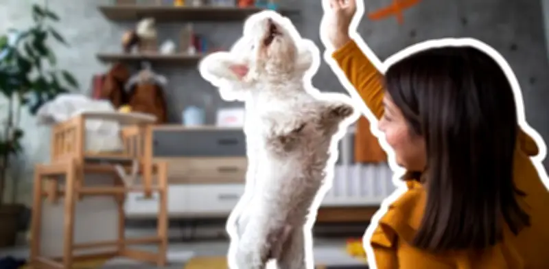 Juegos caseros para perros: cómo mantenerlos activos sin salir a pasear