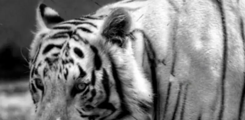 Kenzo, tigre de Bengala, sigue prófugo en Edomex; refuerzan operativo de búsqueda