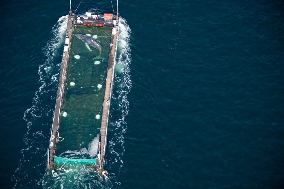 Liberan en el Mar del Norte a la ballena Timmy tras semanas varada en Alemania