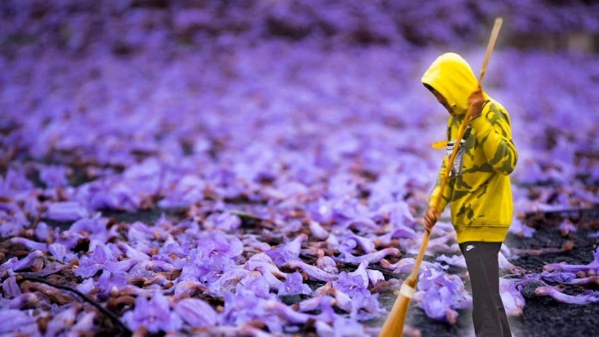 Cómo limpiar flores de jacaranda sin dañar tu banqueta