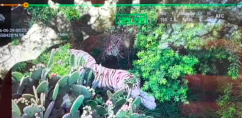 Localizan tigre de bengala escapado en Tepetlaoxtoc; operativo de captura continúa