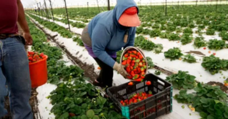 México arrebata mercado agrícola a Florida y le cuesta hasta 1,140 mdd al año