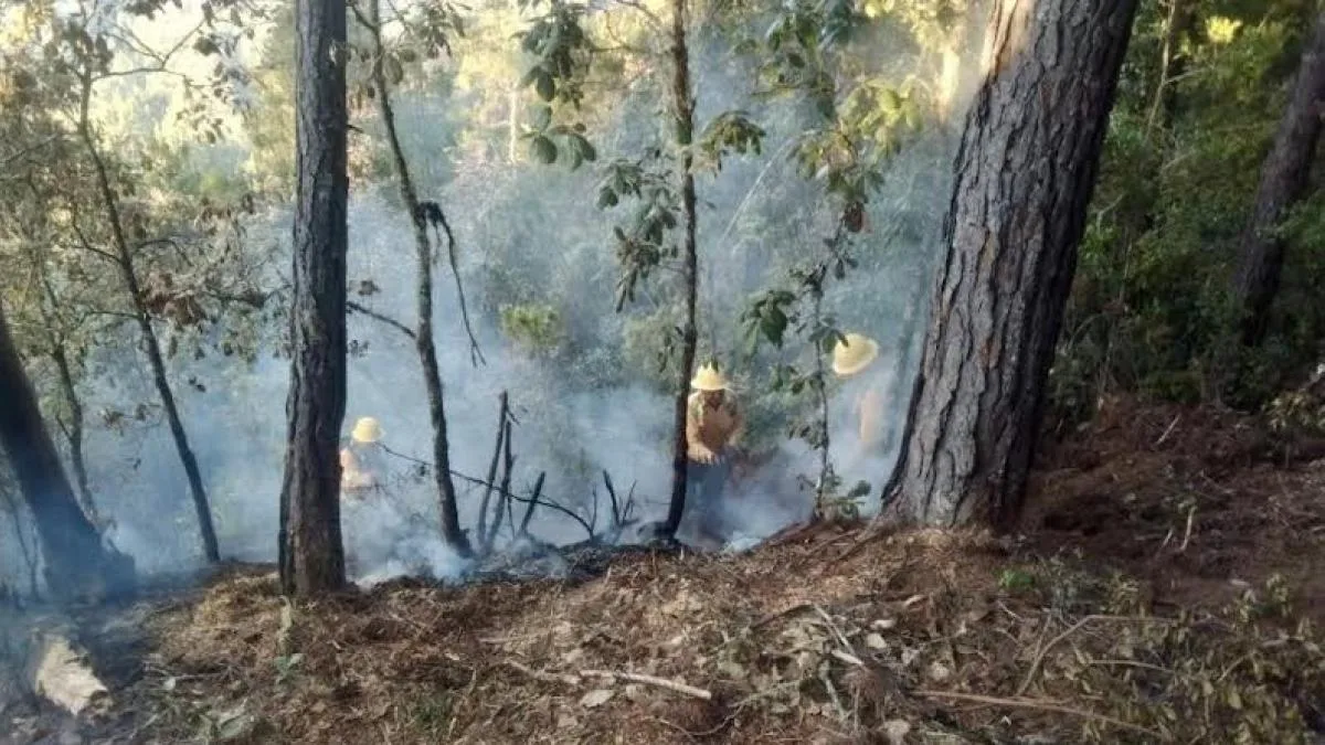 Ola de calor provoca ocho incendios forestales simultáneos en Oaxaca