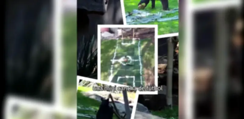 Osas negras de zoológicos de CDMX se unen al Mundial con mini cancha de fútbol