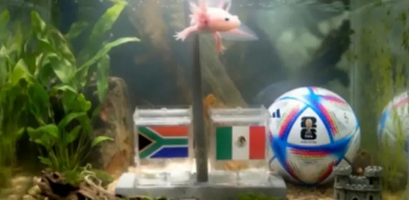 Paco el ajolote predice victoria de México sobre Sudáfrica en Mundial 2026
