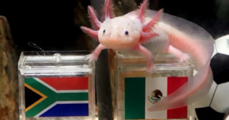 'Paco el ajolote' se vuelve viral como nuevo 'Pulpo Paul' en México vs Sudáfrica