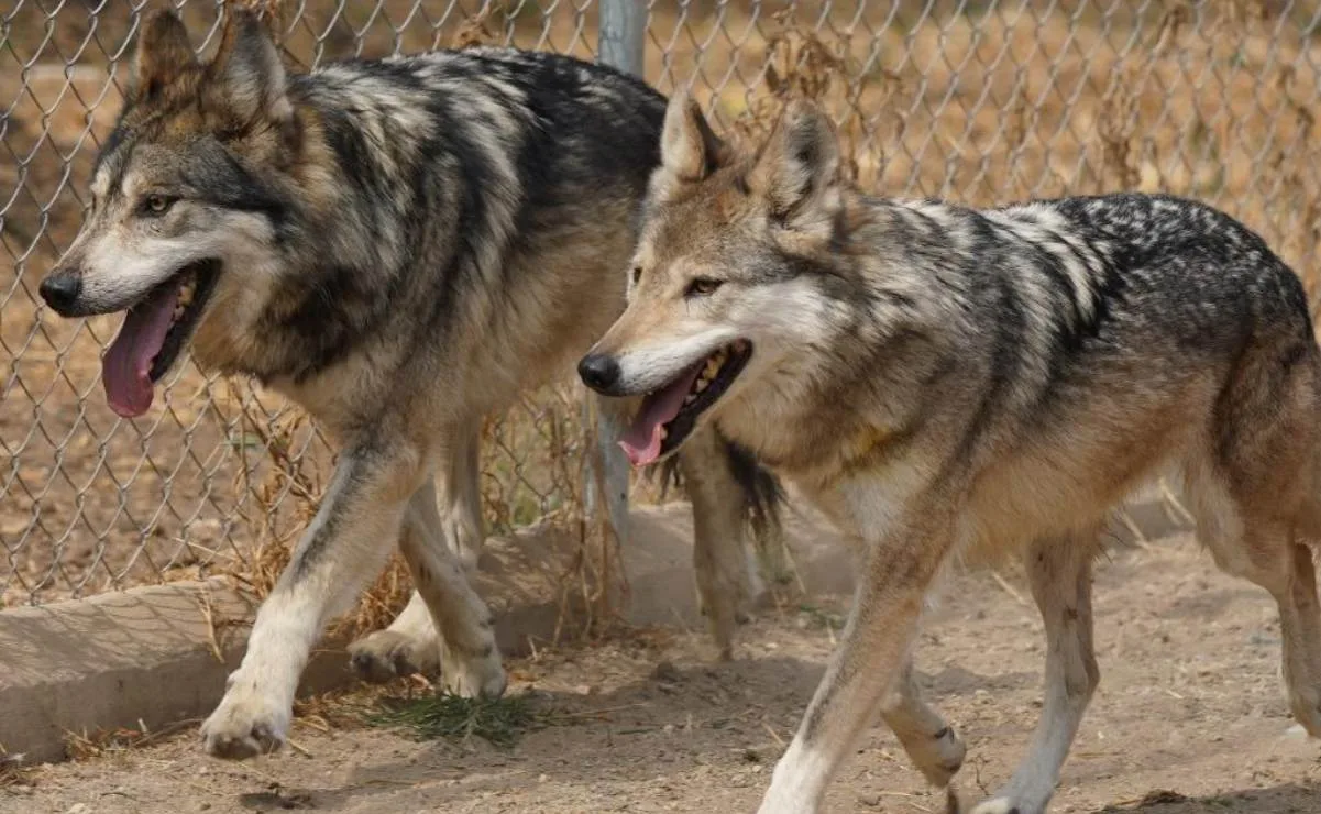 Pareja reproductiva de lobo mexicano llega al Bosque de Aragón