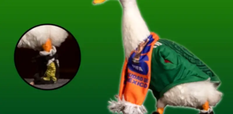 Pato Merlín víctima de robo en CDMX: ahora usa calcetas para proteger sus patas
