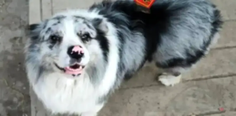 Perro influencer Chutou es robado y servido en restaurante chino; indignación