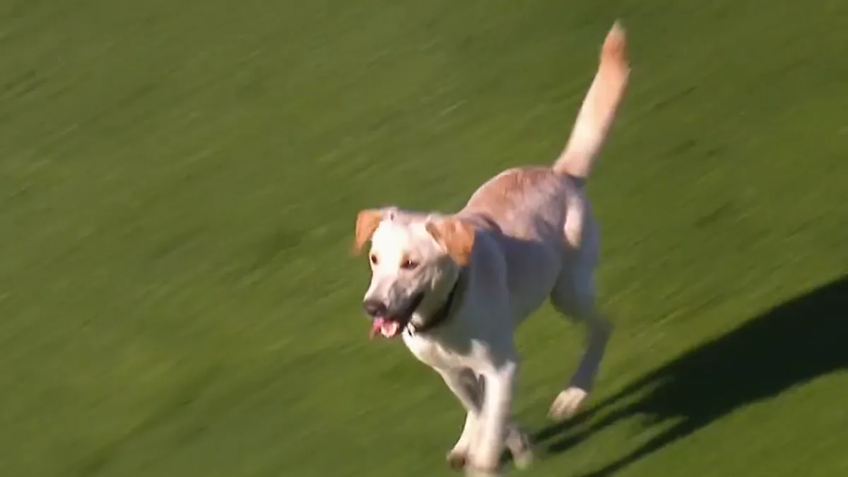Perro invade partido de la liga argentina y se roba el show