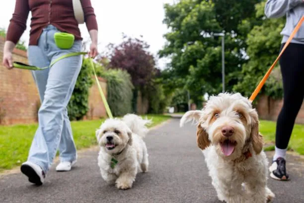 Pet Fest 2026 llega a CDMX con adopción inversa y actividades para mascotas