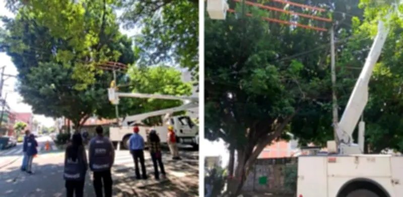 Podan árbol Laureano en CDMX para evitar incendio por descargas eléctricas