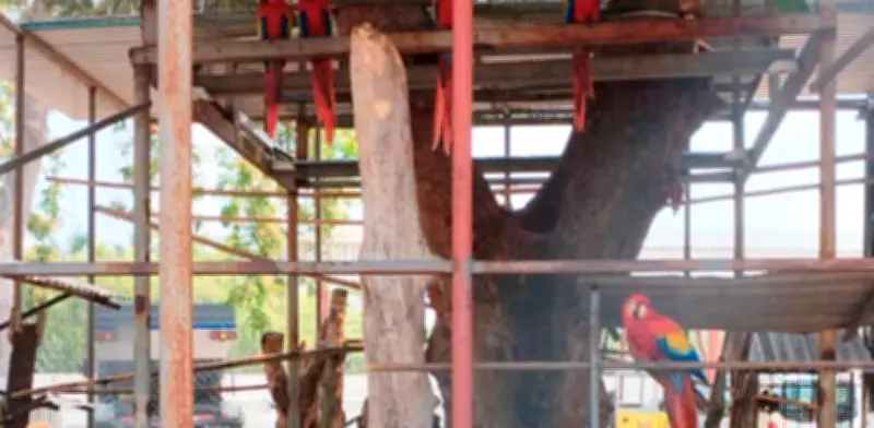Profepa asegura 10 guacamayas y 9 loros en rancho de Cunduacán, Tabasco