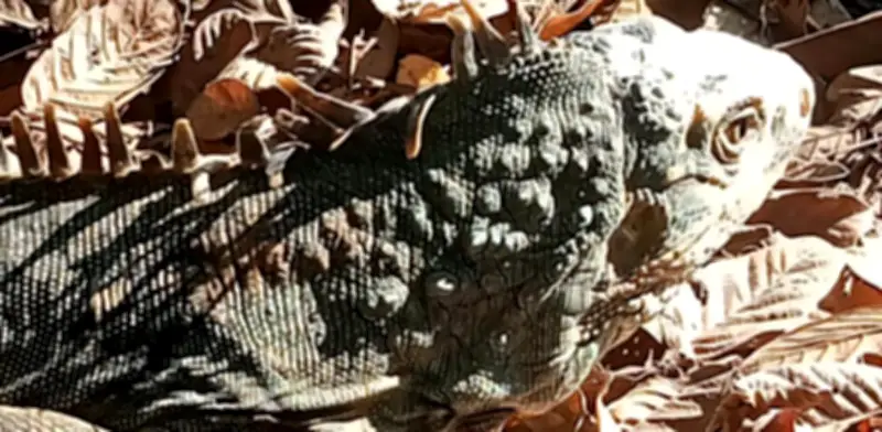 Profepa libera 19 iguanas rescatadas en Guanajuato y Michoacán