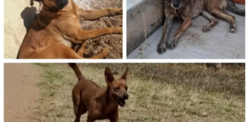 Reforma constitucional garantiza bienestar animal en México: PVEM